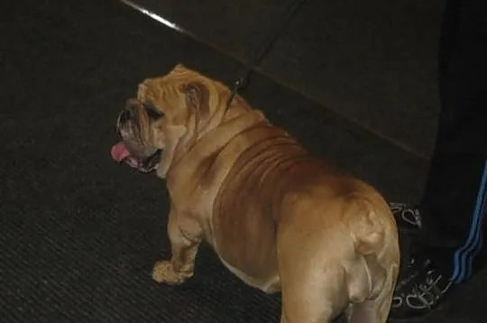 Buldog Angielski FCI