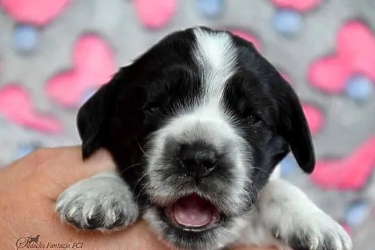 Cocker Spaniel Angielski - szczenięta
