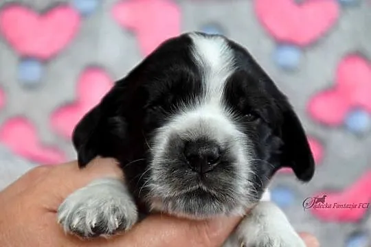 Cocker Spaniel Angielski - szczenięta, Małopolskie, Nowy Sącz