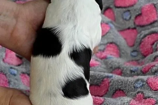 Cocker Spaniel Angielski - szczenięta, Małopolskie, Nowy Sącz