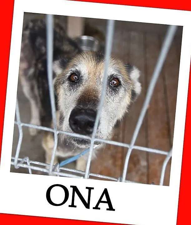 Człowiek zgotował jej piekło,owczarek niem.cudem uratowana suczka ONA .PILNE!, , Wrocław