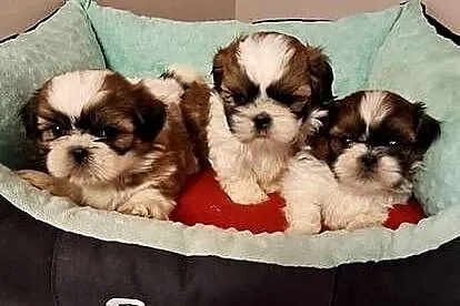 Shih Tzu szczeniaczki.