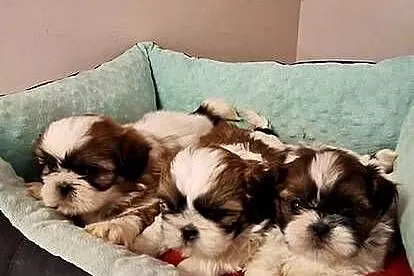 Shih Tzu szczeniaczki., Mazowieckie, Przysucha