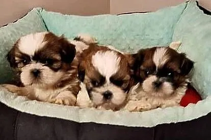 Shih Tzu szczeniaczki., Mazowieckie, Przysucha