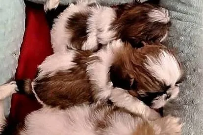 Shih Tzu szczeniaczki., Mazowieckie, Przysucha