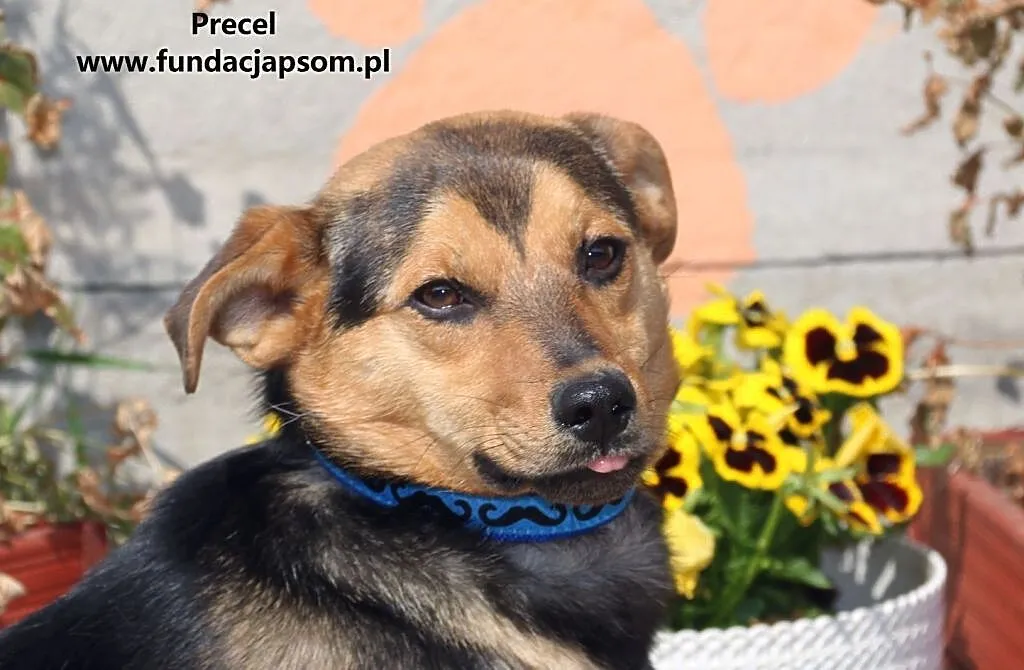 Precel- nieśmiały spragniony kontaktu psiak, Mazowieckie, Nowy Dwór Mazowiecki