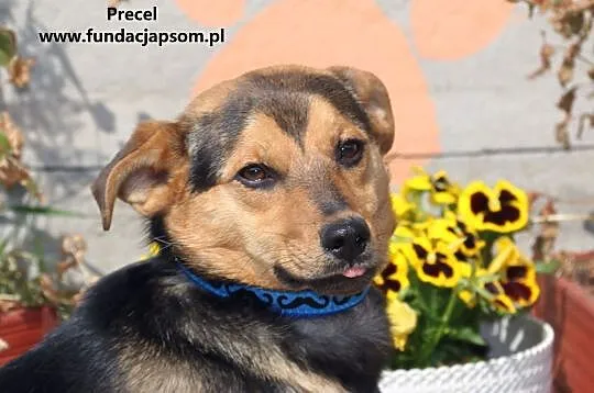 Precel- nieśmiały spragniony kontaktu psiak, Mazowieckie, Nowy Dwór Mazowiecki