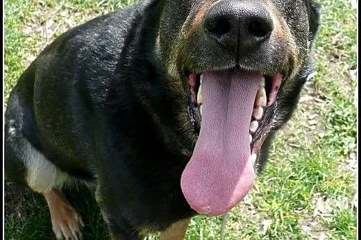 ok. 4letni kochany Pharellek czeka na swojego człowieka !,  mazowieckie Warszawa