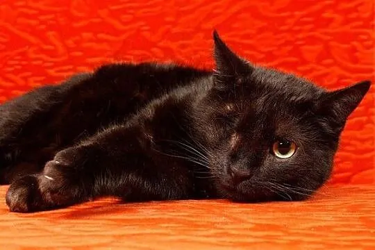 Filomena