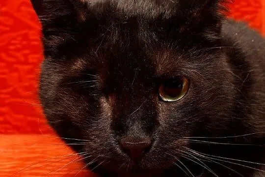 Filomena