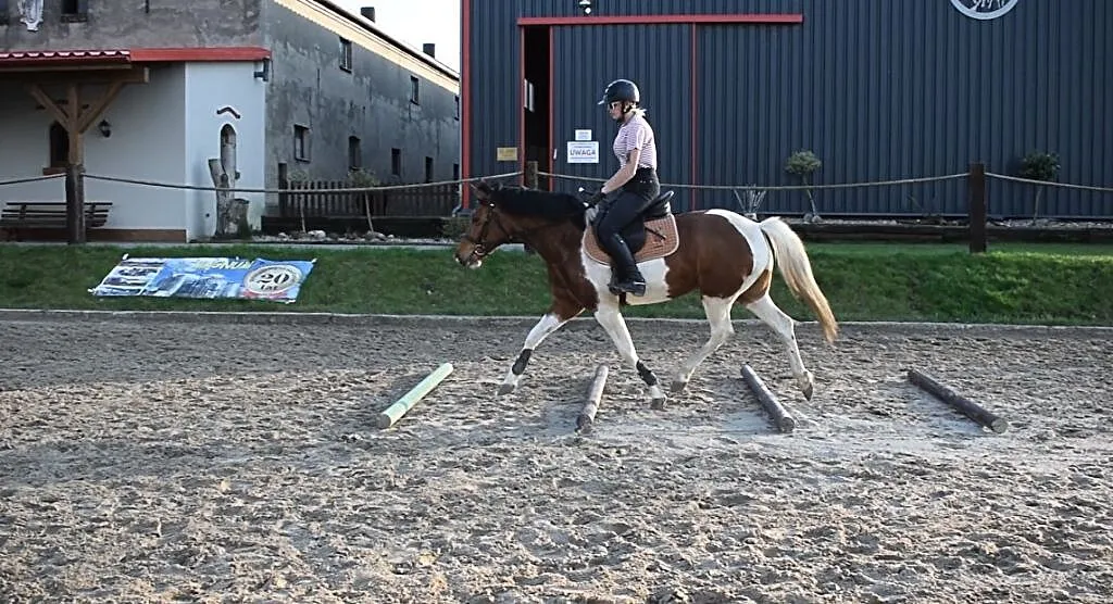 Mini Klacz kuc kara, , Bratoszewice