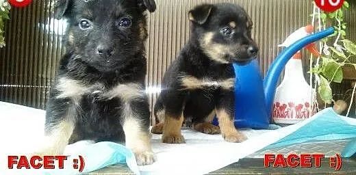 Gromada malutkich szczeniaczków do adopcji , mazo