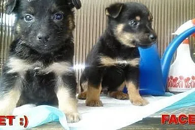 Gromada malutkich szczeniaczków do adopcji ,  mazo