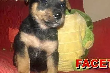 Gromada malutkich szczeniaczków do adopcji ,  mazo
