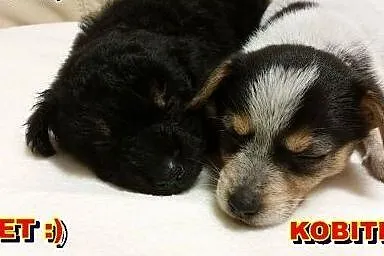 Gromada malutkich szczeniaczków do adopcji ,  mazo