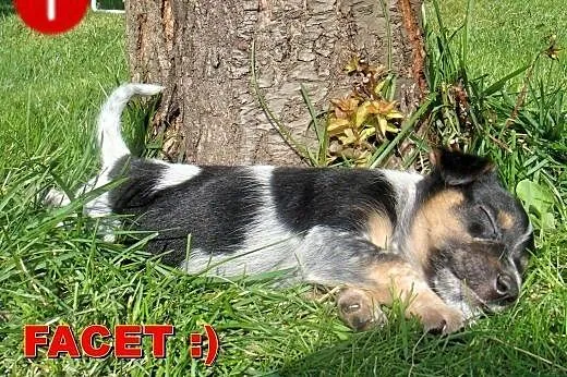 Gromada malutkich szczeniaczków do adopcji ,  mazo