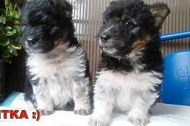 Gromada malutkich szczeniaczków do adopcji ,  mazo