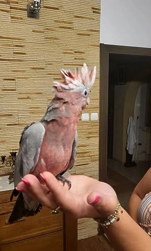Kakadu różowa ręcznie karmiona pupil, Mazowieckie, Garwolin