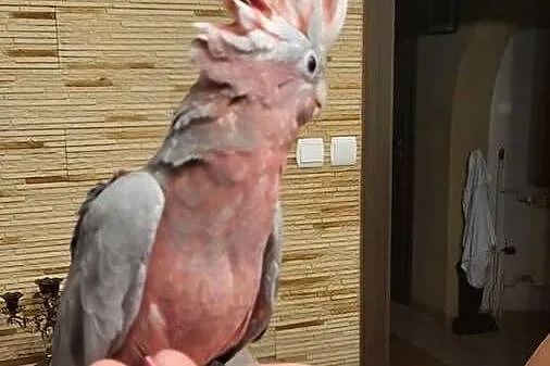 Kakadu różowa ręcznie karmiona pupil, Mazowieckie, Garwolin