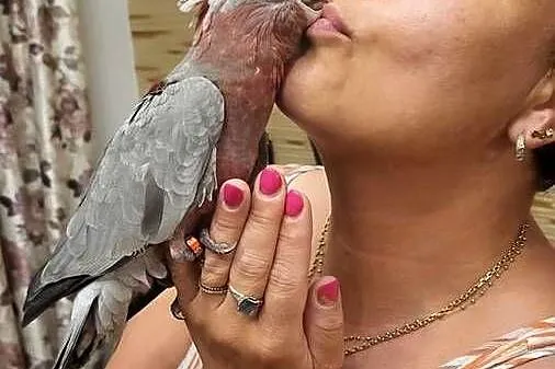 Kakadu różowa ręcznie karmiona pupil, Mazowieckie, Garwolin