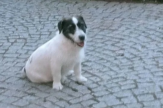 5 letnia suczka JRT FCI- 300 zł