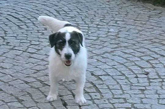 5 letnia suczka JRT FCI- 300 zł, Dolnośląskie, Wrocław