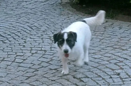5 letnia suczka JRT FCI- 300 zł, Dolnośląskie, Wrocław
