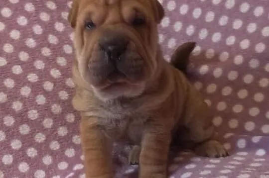 SHAR-PEI piękne, rodowodowe szczenięta po champion