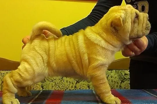 SHAR-PEI piękne, rodowodowe szczenięta po champion