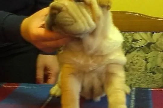 SHAR-PEI piękne, rodowodowe szczenięta po champion