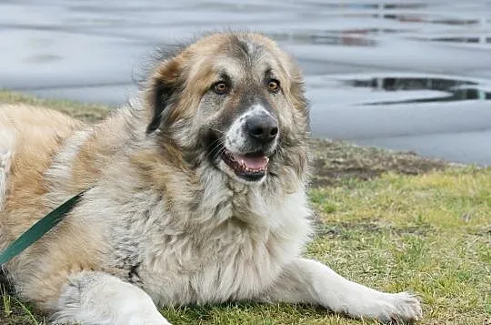 Megan w typie owczarka kaukaskiego, , Głogów