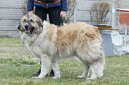 Megan w typie owczarka kaukaskiego, , Głogów