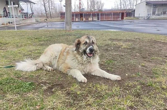 Megan w typie owczarka kaukaskiego, , Głogów