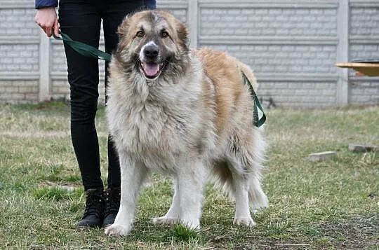 Megan w typie owczarka kaukaskiego, , Głogów