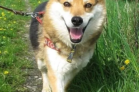 Gizmo szuka domu