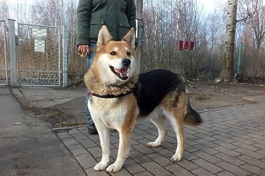 Gizmo szuka domu