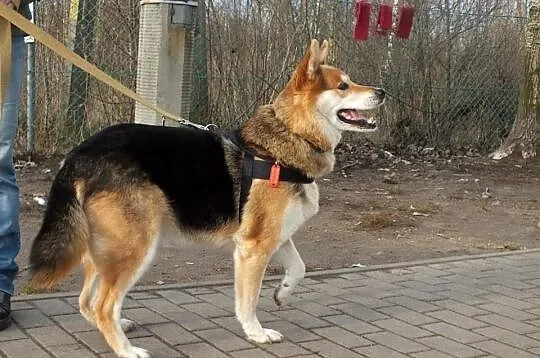 Gizmo szuka domu