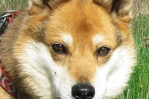 Gizmo szuka domu
