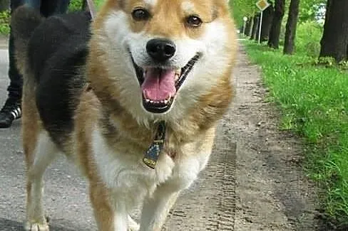 Gizmo szuka domu