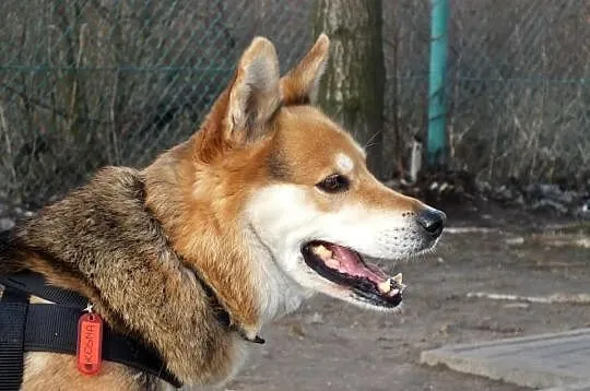 Gizmo szuka domu