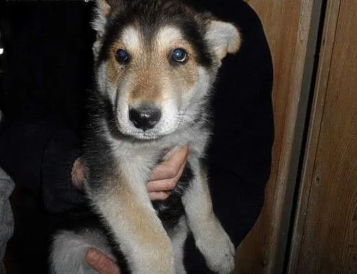 Beryl do adopcji, lubuskie Świebodzin