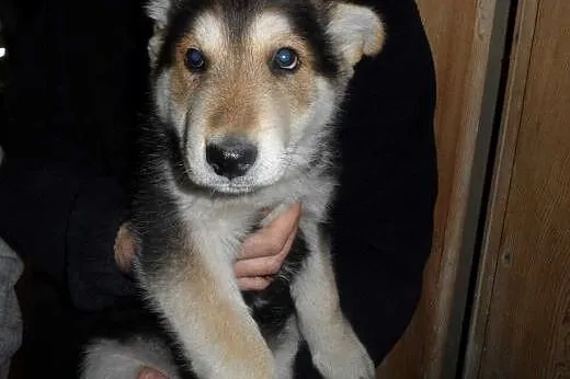 Beryl do adopcji,  lubuskie Świebodzin