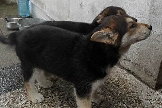 Beryl do adopcji,  lubuskie Świebodzin