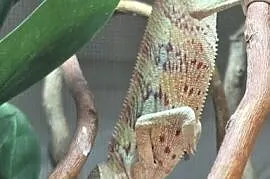 Samiec Kameleon lamparci Ambilobe