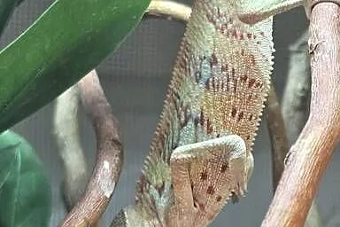 Samiec Kameleon lamparci Ambilobe