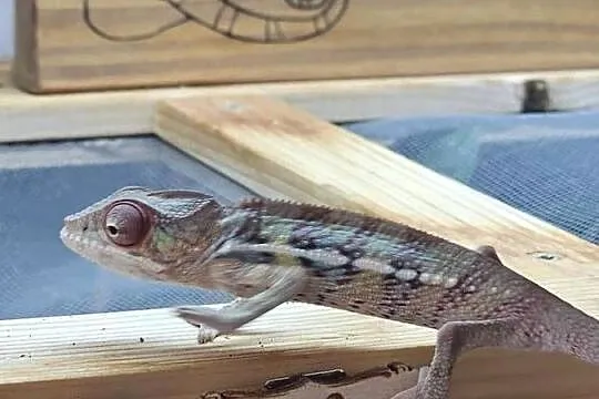 Samiec Kameleon lamparci Ambilobe, Małopolskie, Kraków