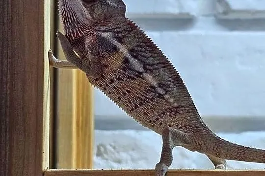 Samiec Kameleon lamparci Ambilobe, Małopolskie, Kraków