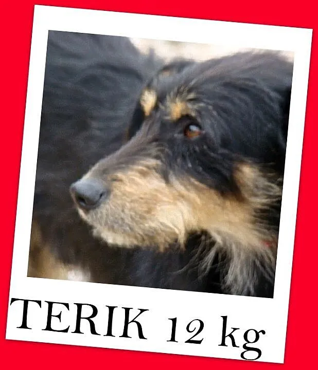 TERIK-dwuletni psiak w typie teriera, przyjazny,we