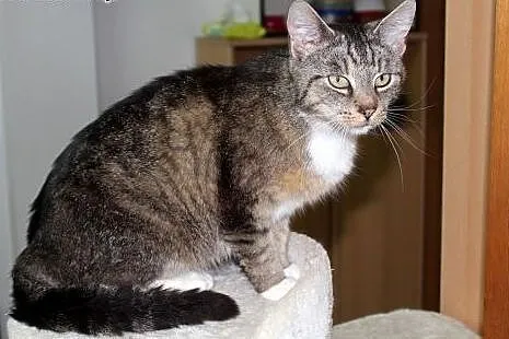 Spokojna miziasta kotka Bursa,  dolnośląskie Wrocł