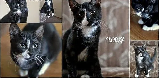 Pokochaj i przygarnij Florkę, śląskie Gliwice